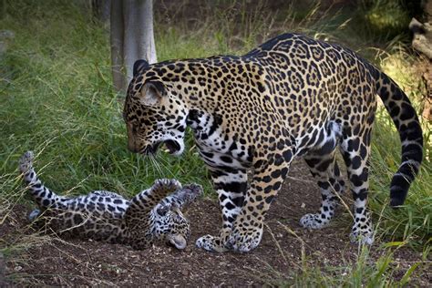 Jaguar Cub Tempts Mom to Play | Baby Zoo Animal Photos | Live Science