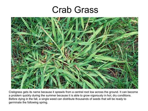 5 Common Grass Weeds in Texas