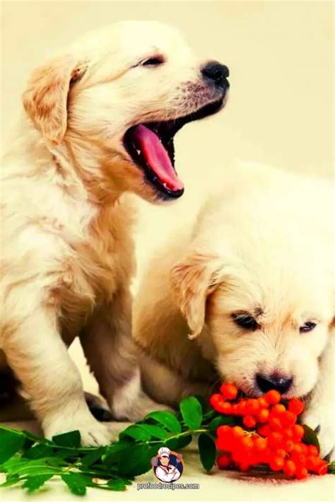 Golden Retriever Food Guide