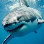 Top 10 Coolest Sharks