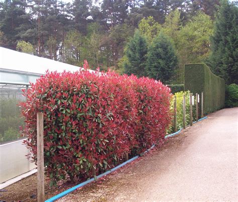 Pin by Jana Dvořáčková on Malé zahrady | Front garden design, Hedging plants, Hedges