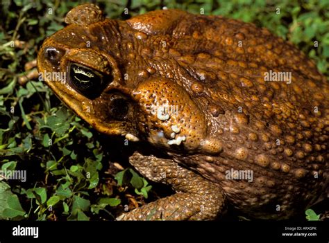 Cane toad poison hi-res stock photography and images - Alamy