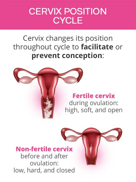 Checking Cervical Position | SheCares