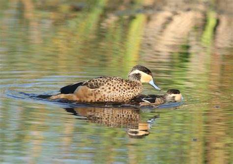 Hottentot Teal, Anas hottentota, pair copulating at Mariev… | Flickr