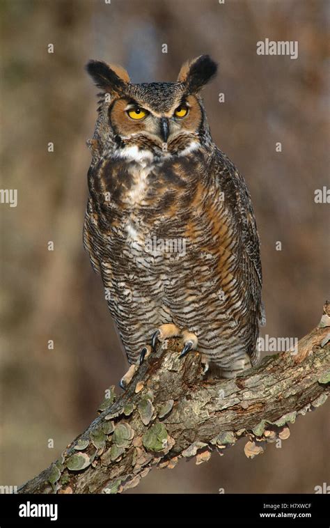 Great Horned Owl (Bubo virginianus), Howell, Michigan Stock Photo - Alamy