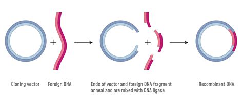 plasmid-construction-services