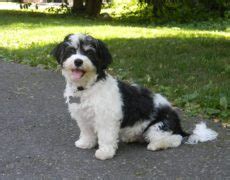 Havachon (Havanese-Bichon Frise Mix) Info, Temperament, Pictures