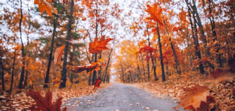 Fall Photography Tips for Foliage & More | Artifact Uprising