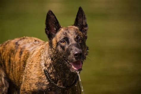 Brindle Belgian Malinois: Pictures, Facts & History | Hepper