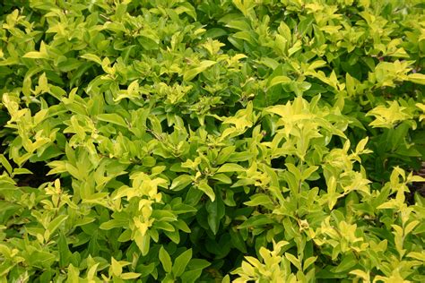 File:Golden Duranta.jpg - Wikimedia Commons