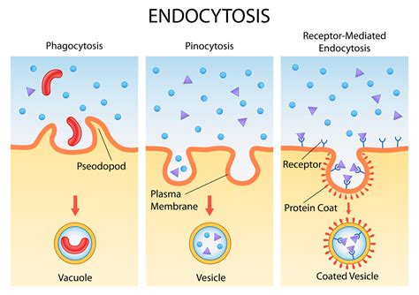 Endocytosis Diagram