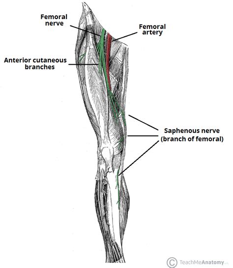 The Femoral Nerve - Course - Motor - Sensory - TeachMeAnatomyTeachMeAnatomy