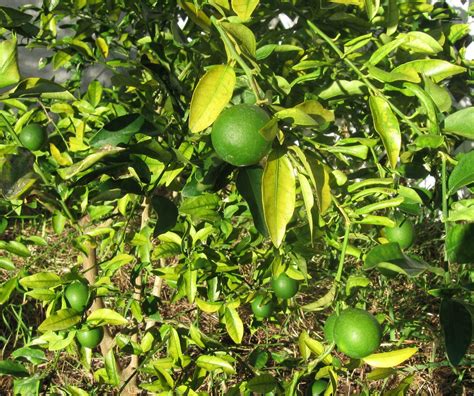 The Soap Artist: Tropical fruit trees