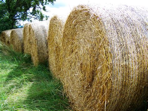 landscape, hays, summer, crop, Hay, farm, rolled Up, sky, field ...