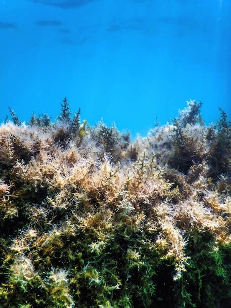 Premium Photo | Seaweed, seaweed underwater, seaweed shallow water near surface