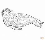 Leopard seal coloring Pages Download And Print For Free sketch template