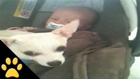 Cute Dog Cuddles With Baby - YouTube