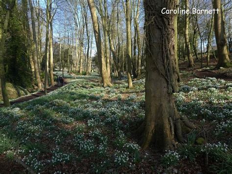 the ground is covered in flowers and trees