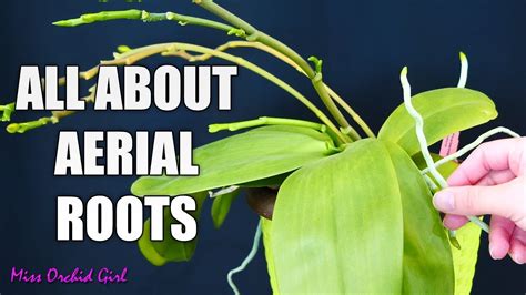 Why Do Orchids Have Aerial Roots