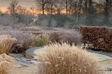 Great Ornamental Grasses for your Winter Garden