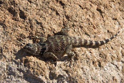 Crevice Spiny Lizard Facts and Pictures