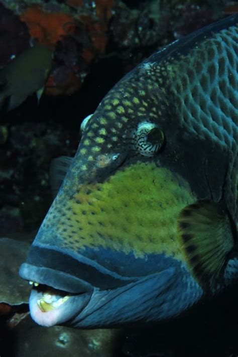 Photos: Meet the Ocean Animals with the Wildest Teeth | Oceana USA