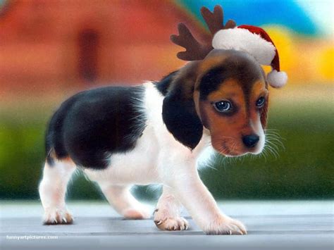 🔥 Free Download Puppy Christmas Wallpaper by @amcintosh59 | WallpaperSafari