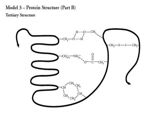 How many polypeptide chains are shown in the tertiary protein structure ...