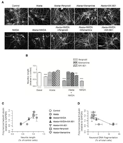 Effect of A on neurite length. Cells were incubated with 500 nM A ...