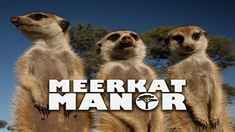 Meerkat Manor (TV Series 2005-2008) — The Movie Database (TMDB)