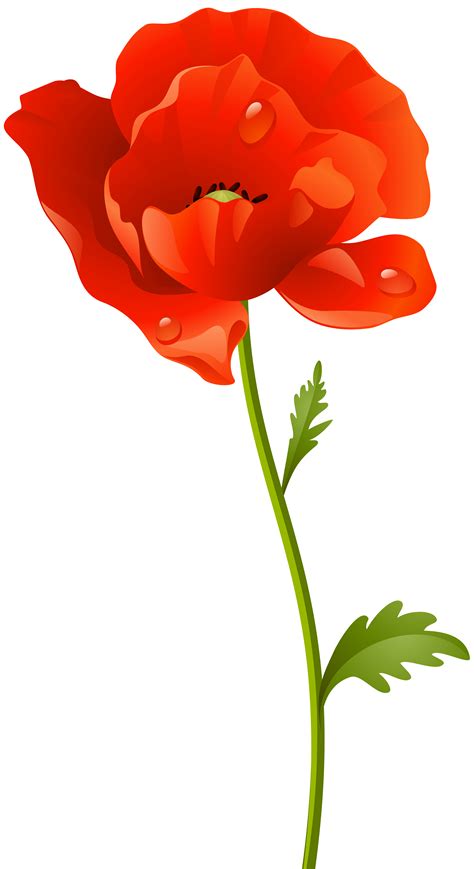 Free Poppy Flower Cliparts, Download Free Poppy Flower Cliparts png images, Free ClipArts on ...