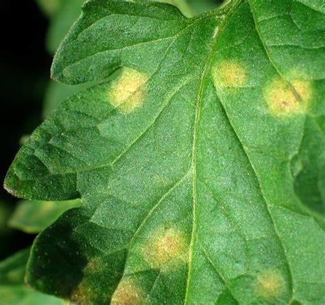 Leaf mold on tomatoes