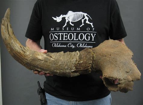 fossil Steppe bison skull from Alaska. The Steppe bison (Bison priscus ...