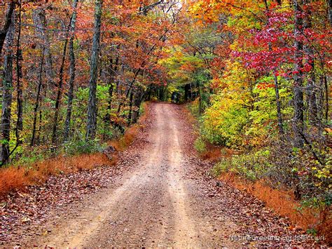 "Autumn Country Road" by NatureGreeting Cards ©ccwri | Redbubble