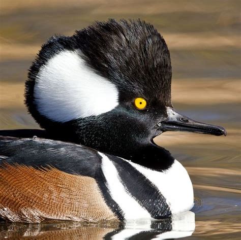 Hooded Merganser | Waterfowl art, Pet birds, Duck pictures