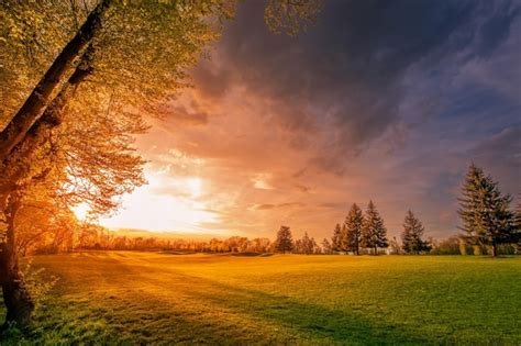 Premium Photo | Bright sunset forest edge and green meadow