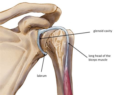 Shoulder Diagram Labrum