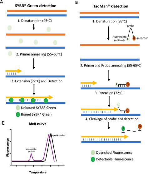 Pdf A Beginners Guide To Rt Pcr Qpcr And Rt Qpcr | The Best Porn Website