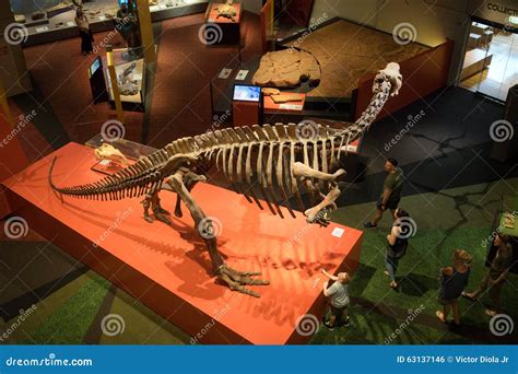 Queensland Museum Dinosaur Skeleton Display Editorial Photo - Image of lufengosaurus, fossil ...