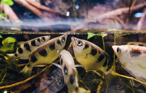 Brackish Water Aquarium: An Ultimate Guide - FishLab.com