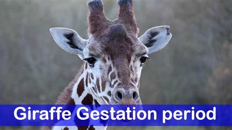 Giraffe Gestation Period: Nature's Longest Pregnancy Explained | Facts & FAQs