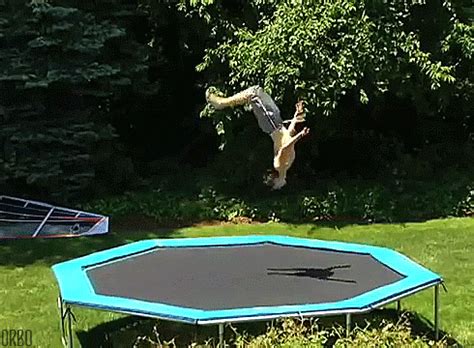 Wait For It Back Flip GIF by April Fools - Find & Share on GIPHY