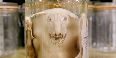 Photos: Odd Embalmed Animal Specimens We Saw at Chicago's Field Museum