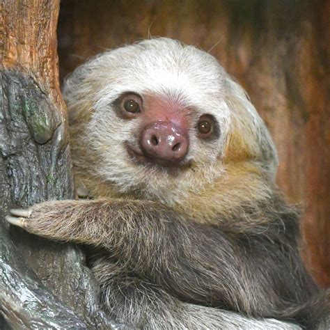 Hoffman's Two-toed Sloth | Saint Louis Zoo