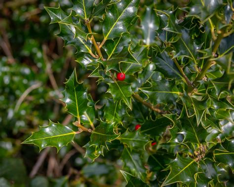 How and when to prune holly bushes for the best results | Gardeningetc