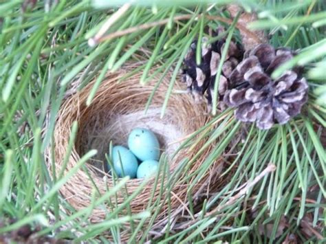 House finch nest photos