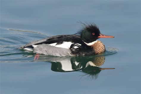 Red-breasted Merganser - Male | Bronte Harbour, Oakville | Flickr