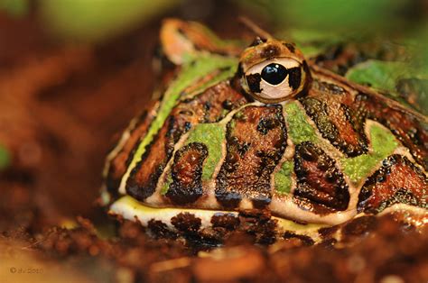 Ceratophrys ornata Foto & Bild | tiere, zoo, wildpark & falknerei, amphibien & reptilien Bilder ...