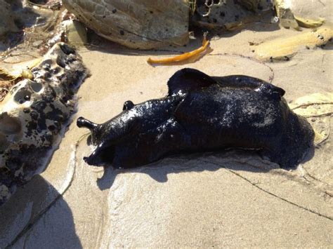 World’s Largest Sea Slug Looks Like an Alien From Another Planet