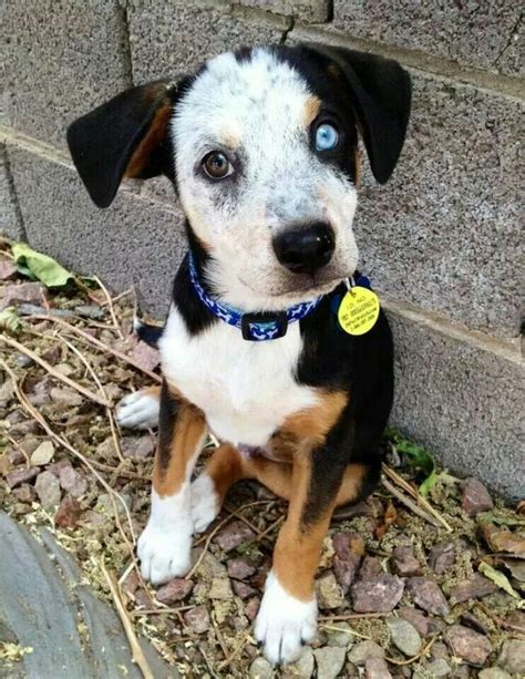 114 best images about Australian Cattle Dog Mixes on Pinterest ...